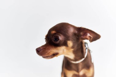 Küçük köpek şeceresi. Hoş görünüyor.