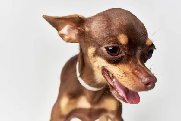Chihuahua posiert Studio isolierten Hintergrund — Stockfoto