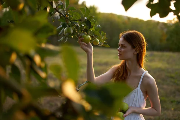 Kvinna plockar äpplen från ett träd i en sommar fruktfält — Stockfoto