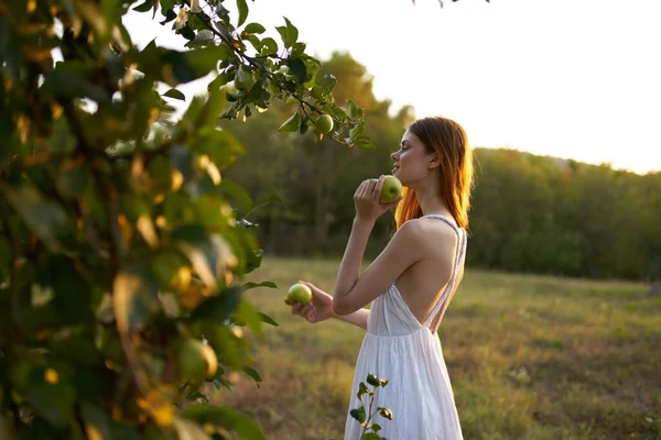 Femme Cueille Des Pommes Dans Les Arbres — Photo