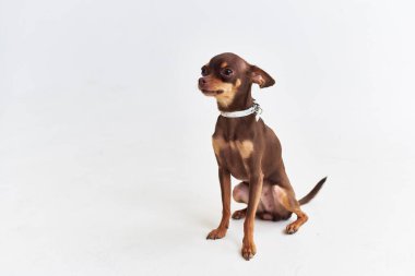 Chihuahua Stüdyo ışığı arka planında poz veriyor