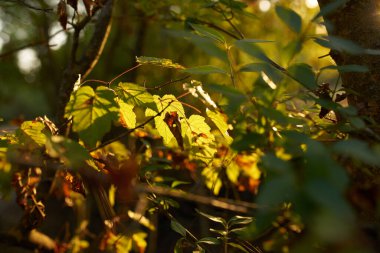 Yeşil çalılar doğaya yakın.
