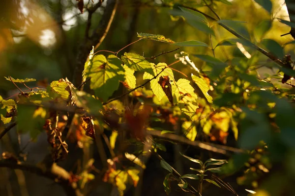 Arbusto verde árvores natureza close-up — Fotografia de Stock