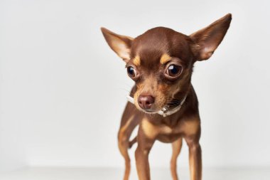 Chihuahua soyadıyla sevimli görünüyor.