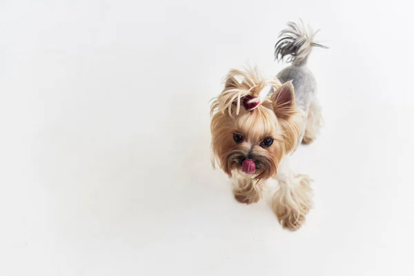 Hond huisdier puppy verzorgen geïsoleerde achtergrond — Stockfoto