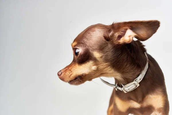 Pequeno cão mamíferos amigo de humano close-up — Fotografia de Stock