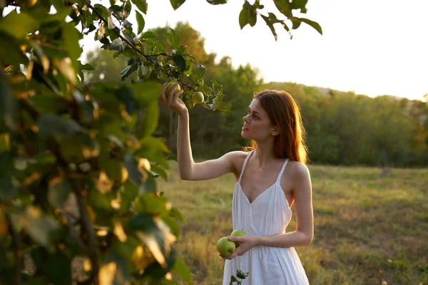 Mujer Bonita Vestido Blanco Recogiendo Manzanas Árbol — Foto de Stock