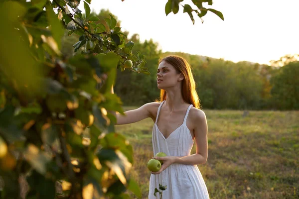 Mujer Recoge Manzanas Árbol Naturaleza — Foto de Stock
