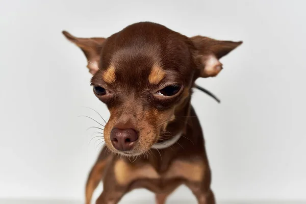 Mały pies piesek szczeniak pielęgnacja lekkie tło — Zdjęcie stockowe