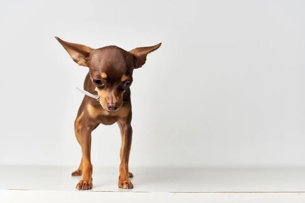 Chihuahua pedigrí lindo mirada luz fondo — Foto de Stock