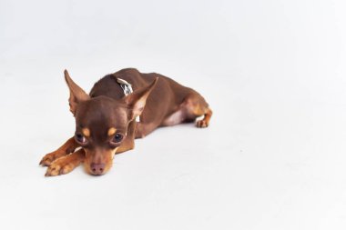 köpek chihuahua izole edilmiş arka plan