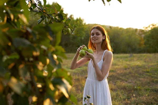 Vacker Kvinna Vit Klänning Plocka Äpplen — Stockfoto