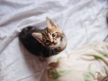 Küçük kedi yavrusu yatakta uzanıyor. Oyun oynuyor.