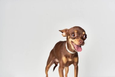 Küçük bir köpek yavrusu, izole bir arka plan hazırlıyor.