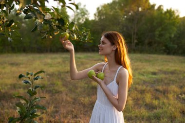 Bir tarladaki kadın ağaç doğasından elma topluyor.