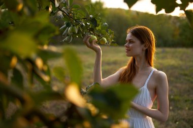 Beyaz elbiseli güzel kadın. Elma ağacı meyvesi.