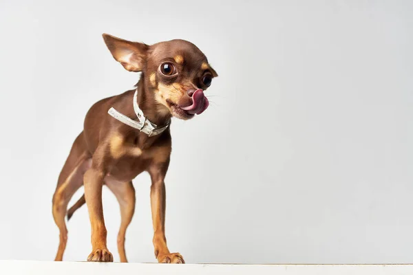 Chihuahua posando estúdio isolado fundo — Fotografia de Stock