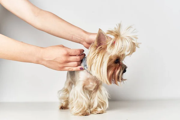 Yorkshire Terrier ssaki przyjaciel człowieka izolowane tło — Zdjęcie stockowe