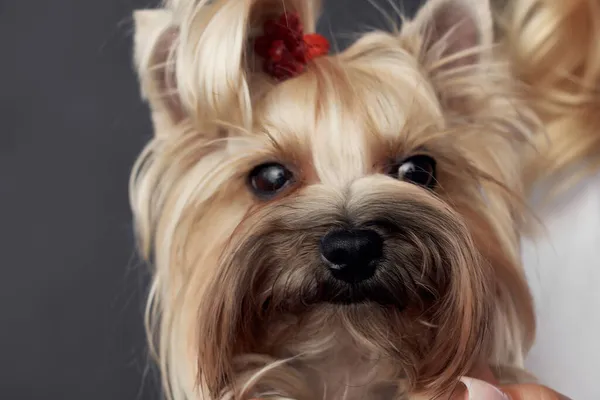 Rubia con un pequeño perro maquillaje posando fondo oscuro — Foto de Stock