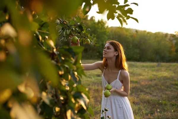 Kobieta w białej sukience w polu natura owoce jabłka — Zdjęcie stockowe