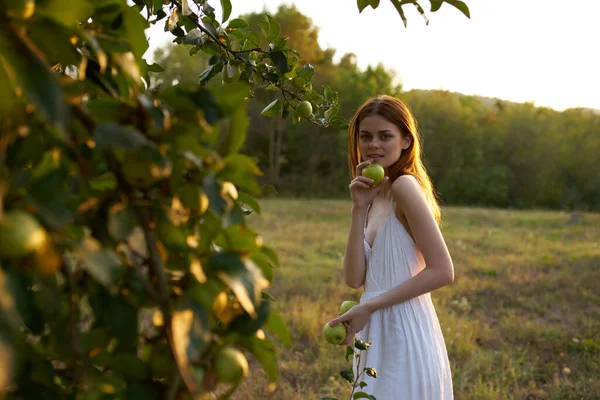 Vacker kvinna i vit klänning plocka äpplen från ett träd i ett fält — Stockfoto