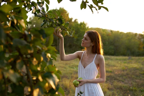 Bella donna in abito bianco raccolta mele da un albero in un campo — Foto Stock