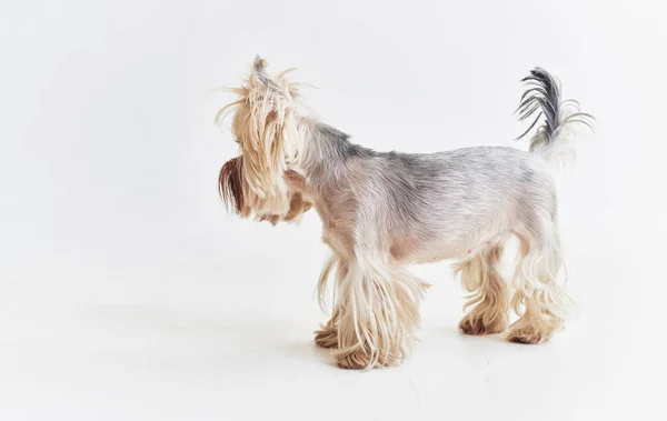 Malý pes mazlíček štěně péče izolované pozadí — Stock fotografie