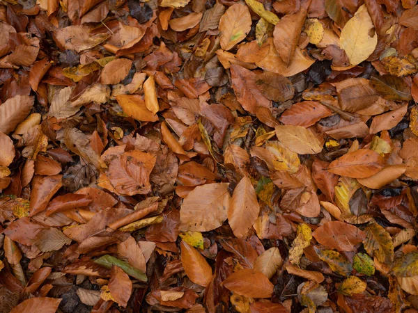 Jesień liście natura las flora — Zdjęcie stockowe