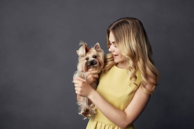 Sarışın, küçük bir köpek evcil hayvanı eğlenceli, izole bir arka plan.