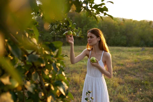 Kvinna i vit klänning i naturen plockar äpplen från ett fruktträd — Stockfoto
