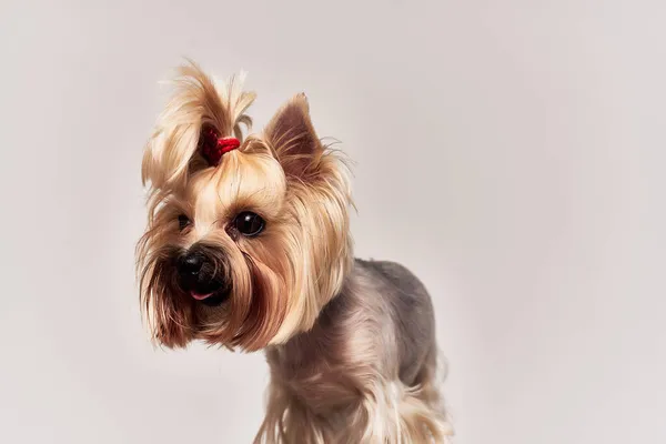 Hund Auf Isoliertem Hintergrund Hochwertiges Foto — Stockfoto