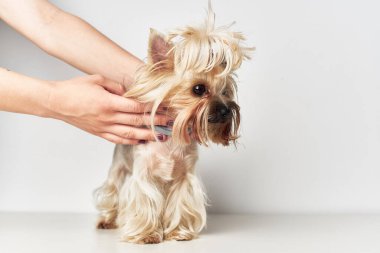 Hayvan Stüdyosu için küçük bir köpek saç stili.