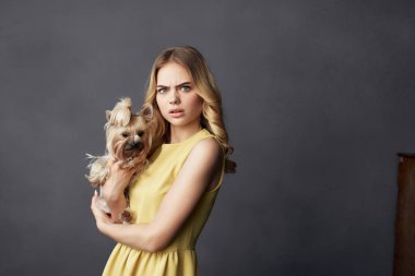 Sarışın, küçük bir köpek evcil hayvanı eğlenceli, izole bir arka plan.