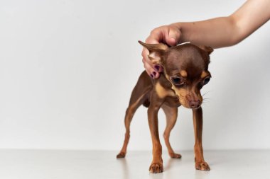 İnsanların yakın plan izole edilmiş küçük bir köpek arkadaşı.