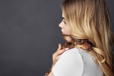 Sarışın köpek stili yaşam tarzı kırpılmış görünüm