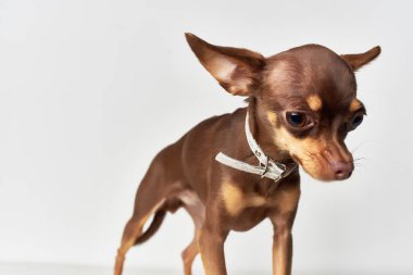 İnsanların yakın plan ışık arkaplanının soylu köpek dostu