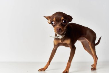 İnsanların yakın plan ışık arkaplanının küçük bir köpek arkadaşı.