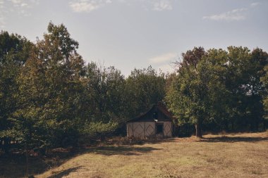Kırsal alandaki ağaçlar doğa güneşi yaz mevsimi