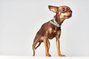 Köpek yakın plan ışık arka planı. Yüksek kalite fotoğraf