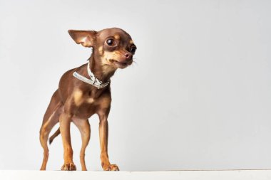  Köpek yakın plan ışık arka planı. Yüksek kalite fotoğraf