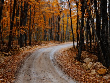 Yol ormanı sonbahar ağaçları manzarayı gezer