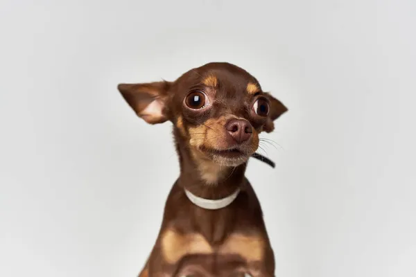Un pequeño perro mascota cachorro aseo aislado fondo — Foto de Stock