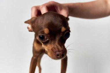 İnsanların yakın plan ışık arkaplanının köpek dostu