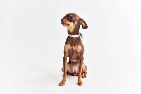 Ένα μικρό σκυλί chihuahua θέτοντας φως φόντο — Φωτογραφία Αρχείου