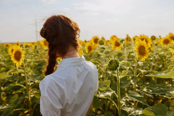 В поле с цветущими подсолнухами — стоковое фото