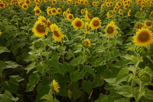 Solros blommande natur i sommarsolen inga människor oförändrade — Stockfoto