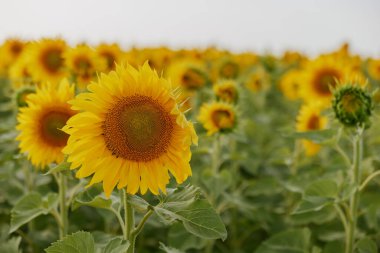 Tarım doğası arka planında ayçiçeği yakın çekim alanı