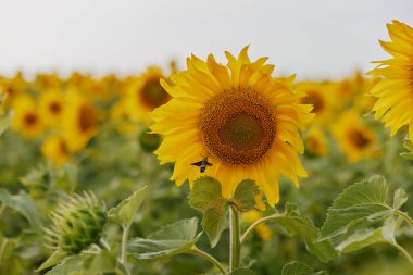 Ayçiçeği tarlası mavi gökyüzü tarlasına karşı değiştirilmemiş