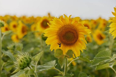 Bereketli tarlada ayçiçeği tarım tarlası hasat mevsimi