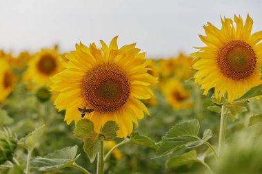 Sonsuz ayçiçekli tarlalar Güzel bir yaz günü